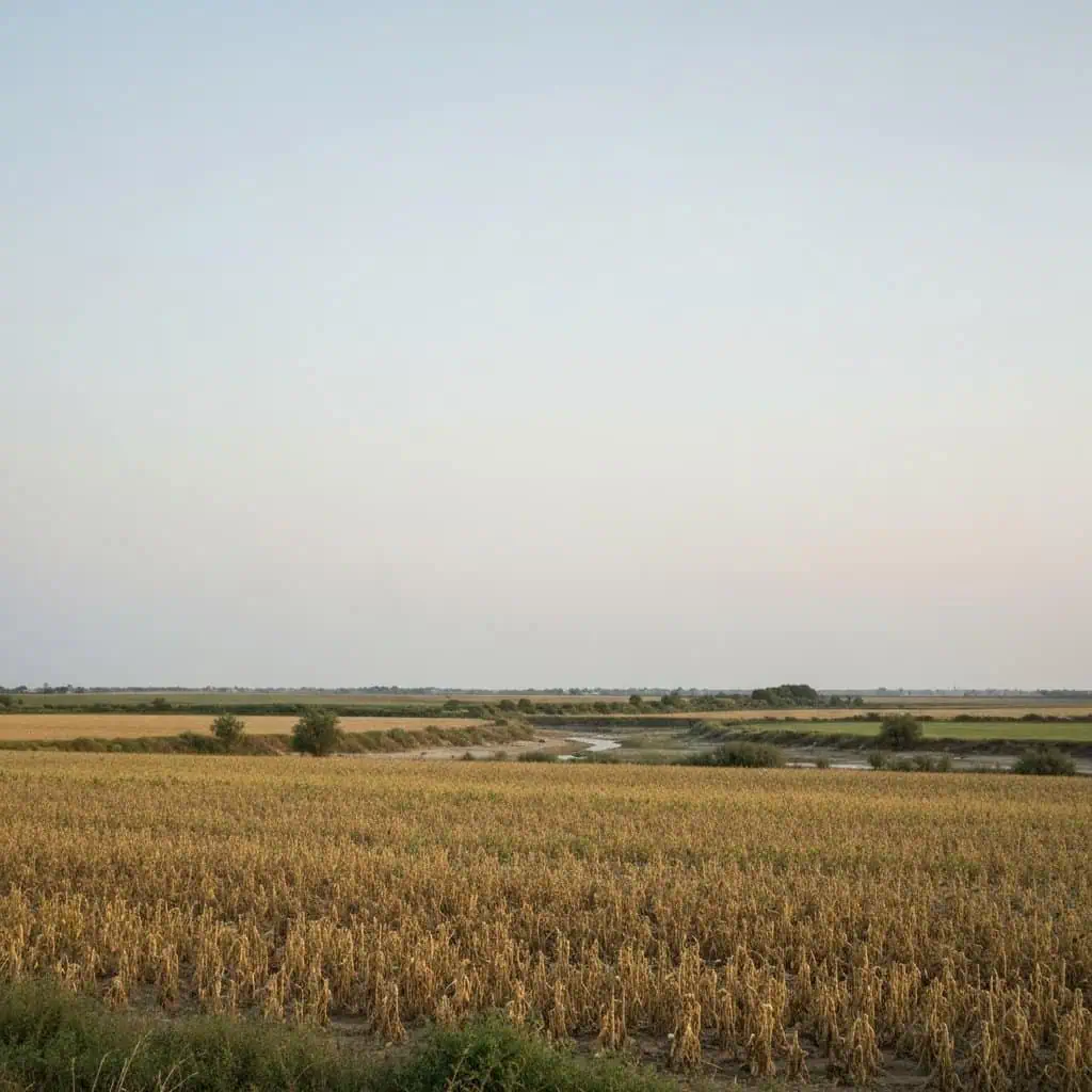 Bezpieczeństwo żywnościowe: wpływ zmian klimatu na rolnictwo